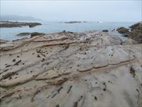 竜串海岸 蛙の千匹連れ