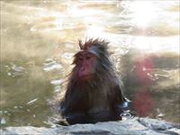 地獄谷野猿公苑